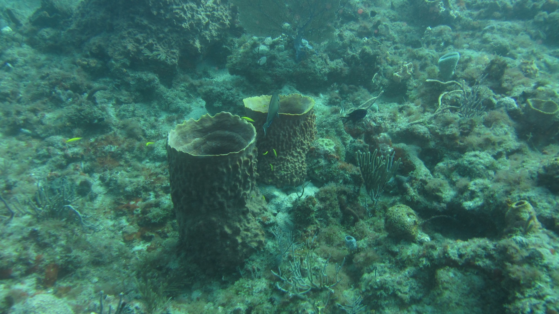 An underwater view of the rocky seabed