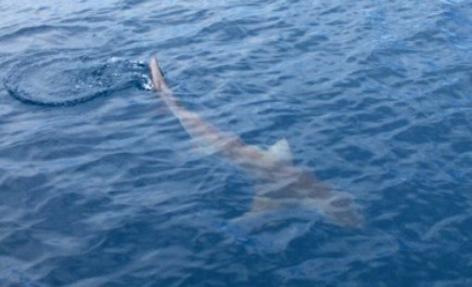 A fish swimming beside the boat