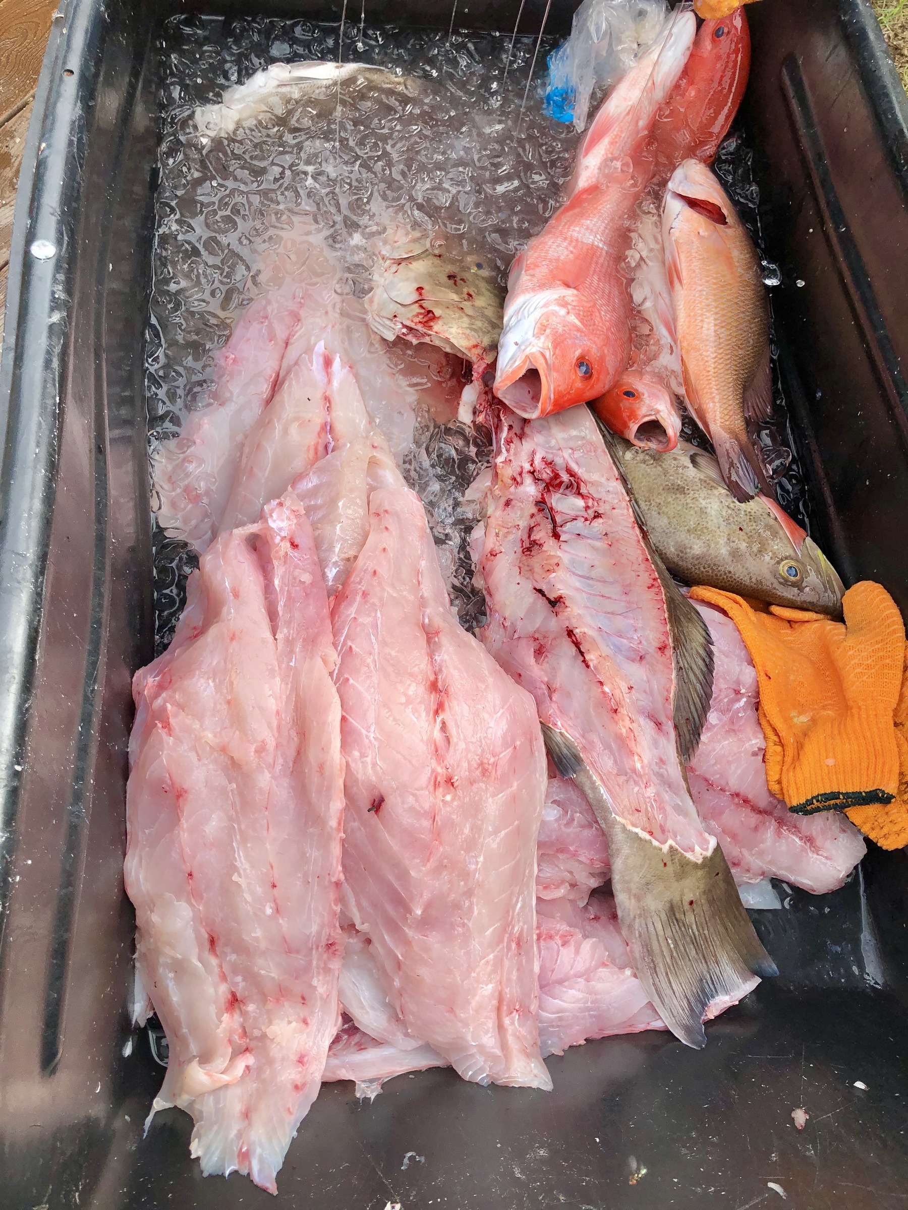A large fish and the day’s catch on deck